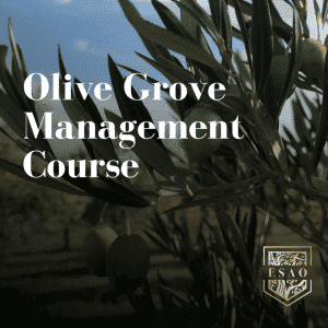 Olive grove