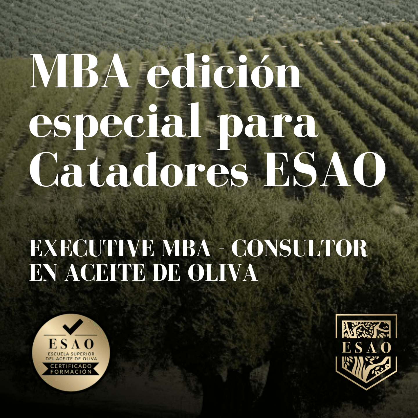 ESAO Executive MBA - Consultor en Aceite de Oliva. Edición especial para Catadores acreditados por ESAO